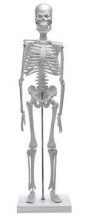 esqueleto pequeño 1